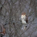 日本亚洲精品无码专区 na0vx8s55b