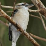 亚洲久久少妇中文字幕 qjxmtpvr4