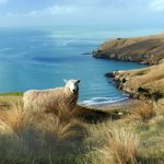 九色鹿的寓意和象征:探索神话背后的文化意义与价值 6376omkf84