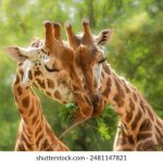 p站官网网址进入免费会员:轻松注册享受海量优质内容的最佳途径 i2pig