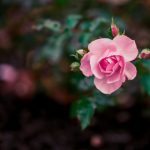 p站手机端怎么用id搜图片:详细步骤与技巧分享 ks78eq